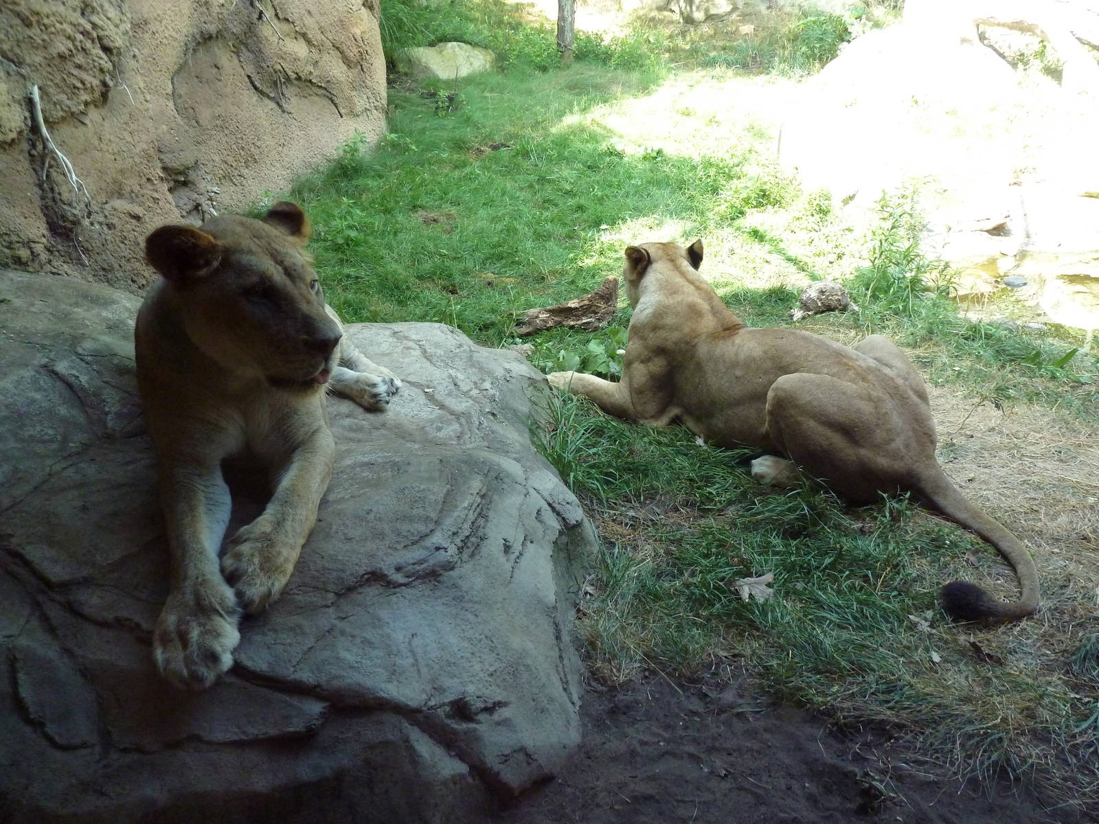 Lions