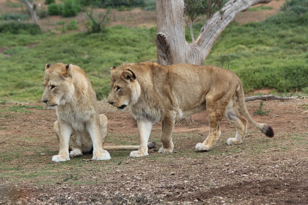 Lions