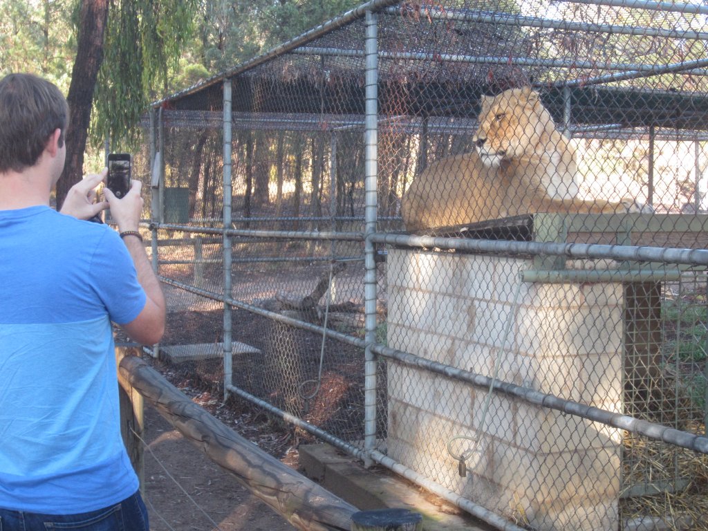 Lions