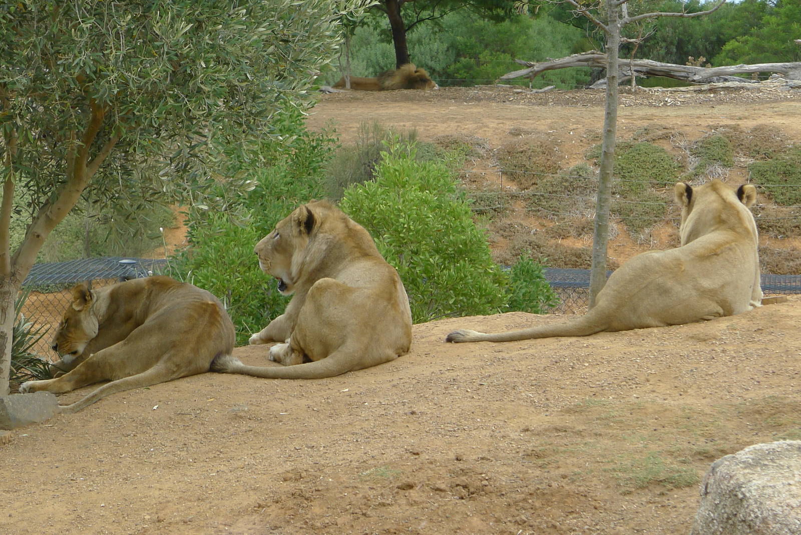 Lions
