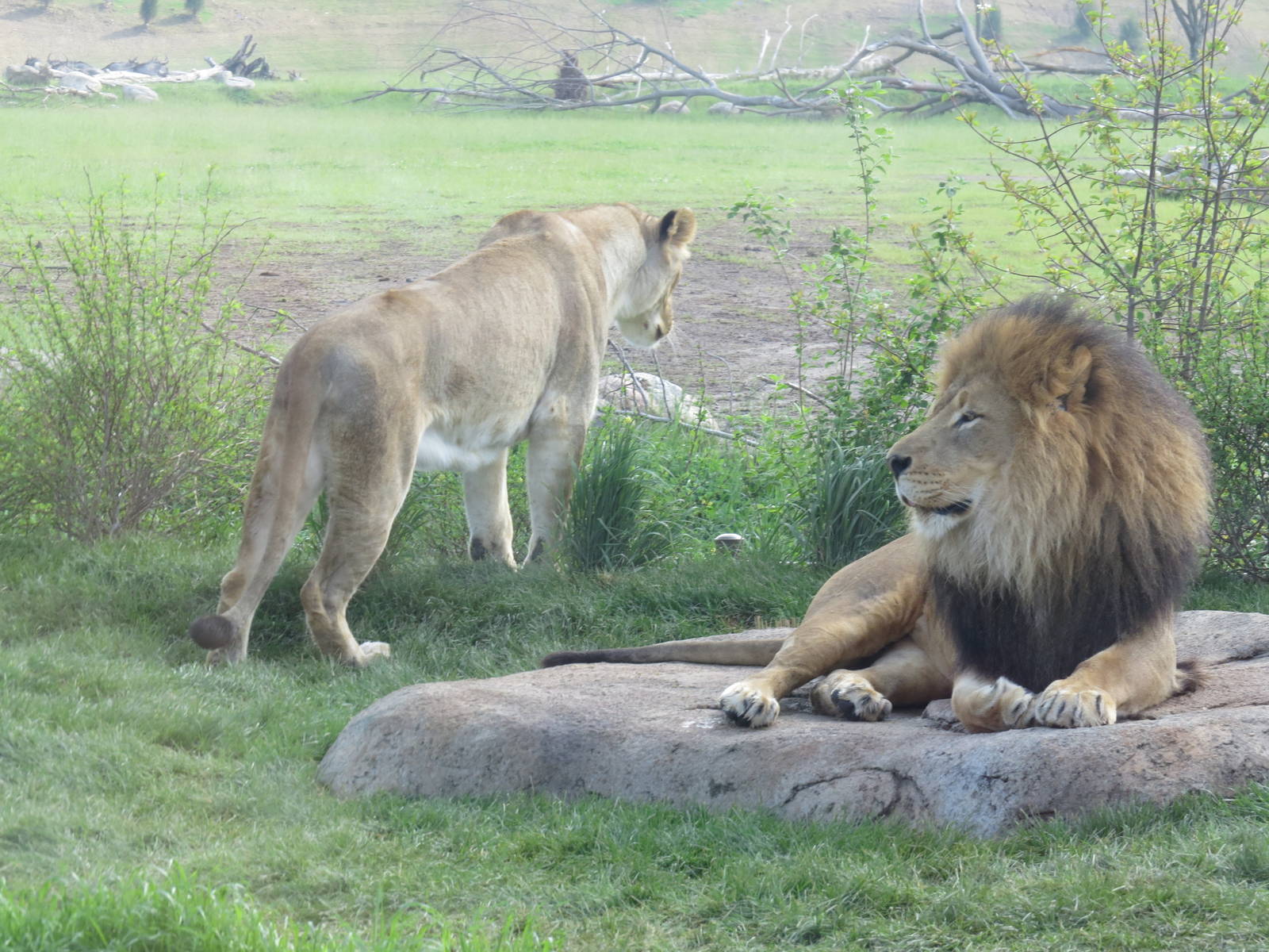 Lions