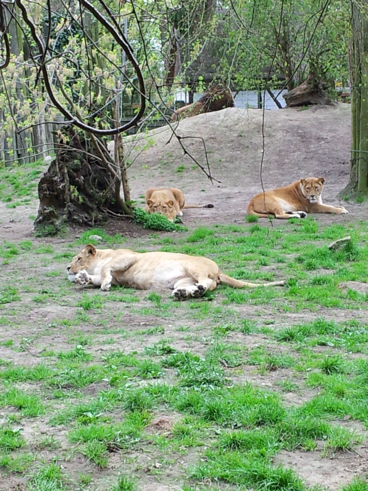 Lions