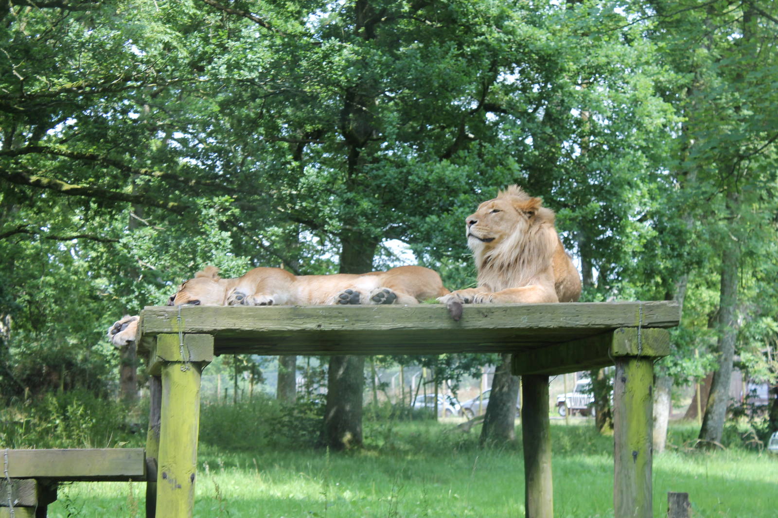 Lions