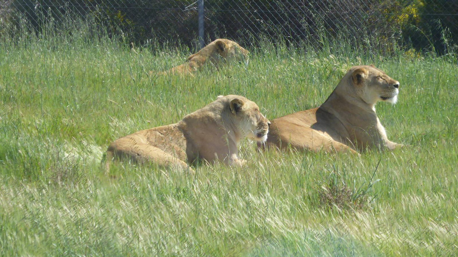 Lions