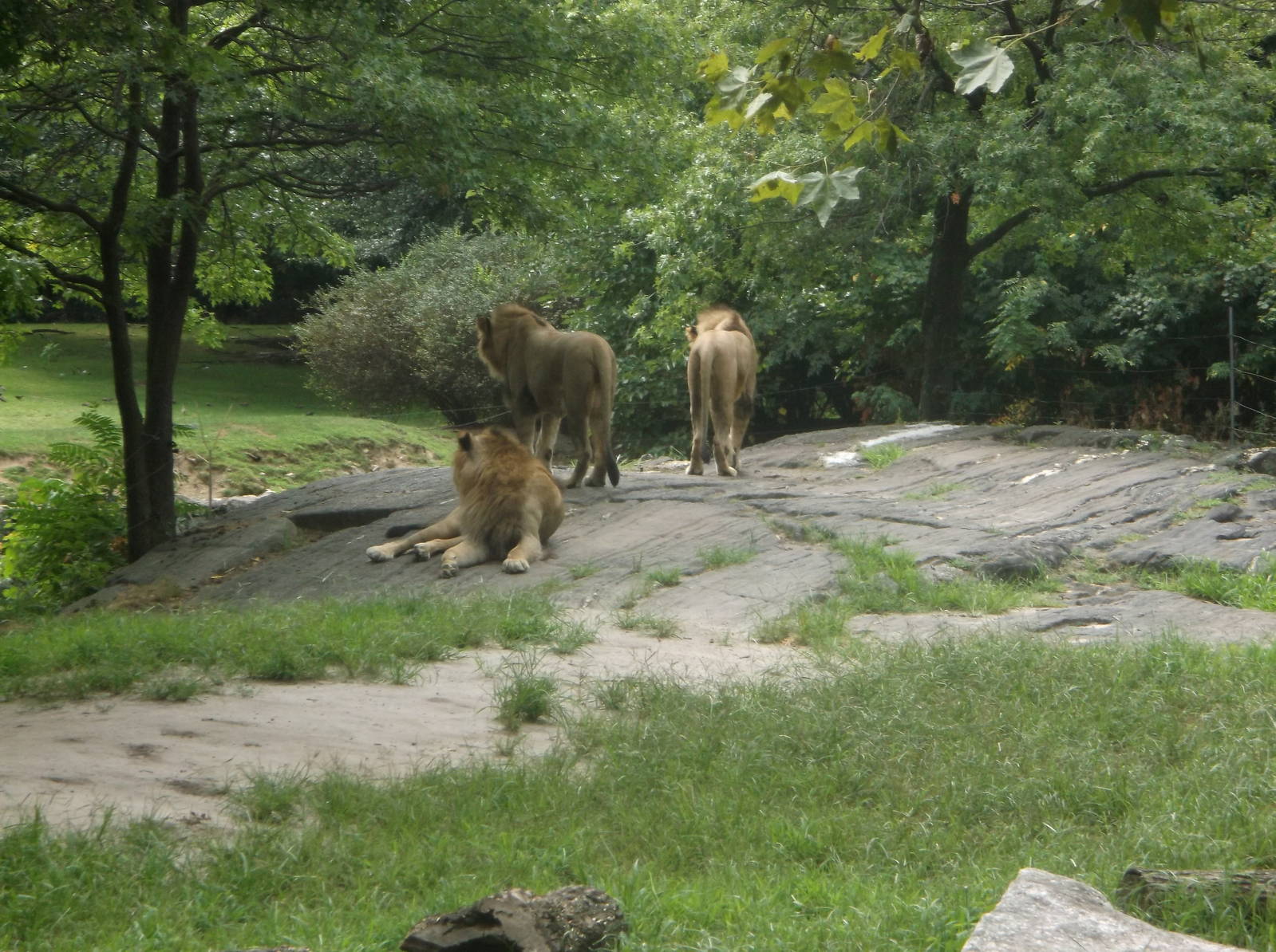 Lions