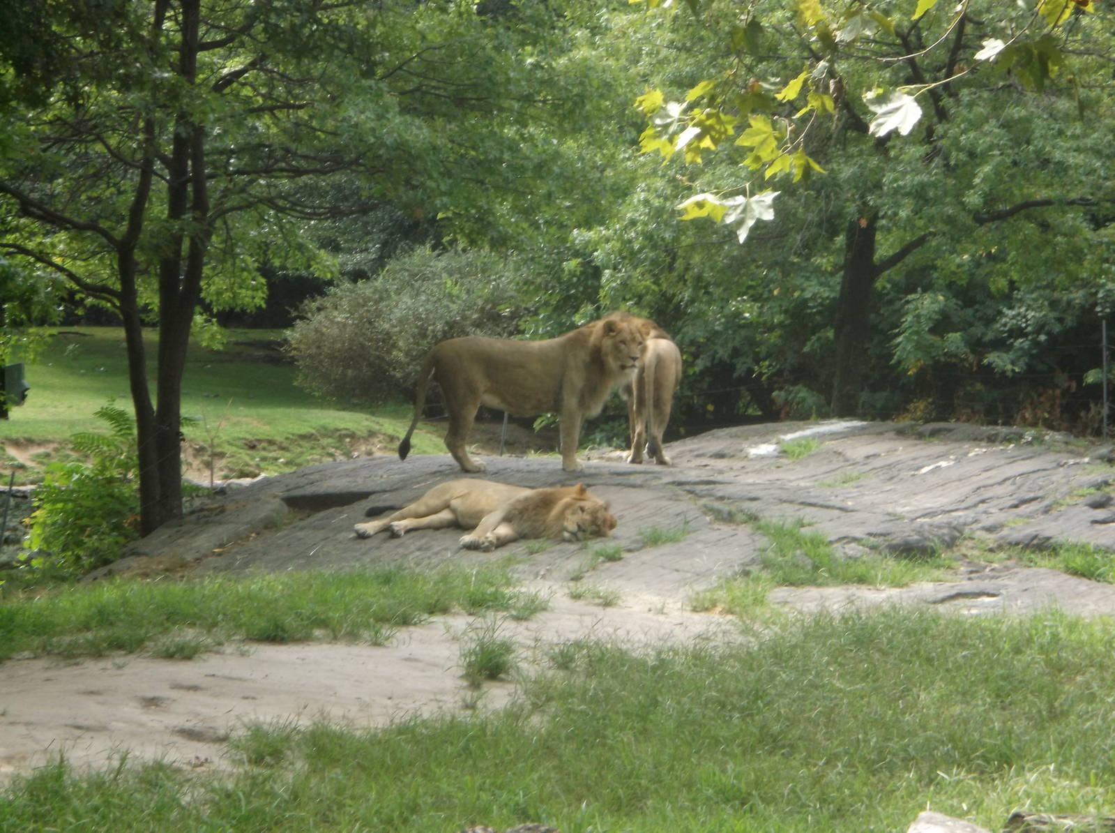 Lions