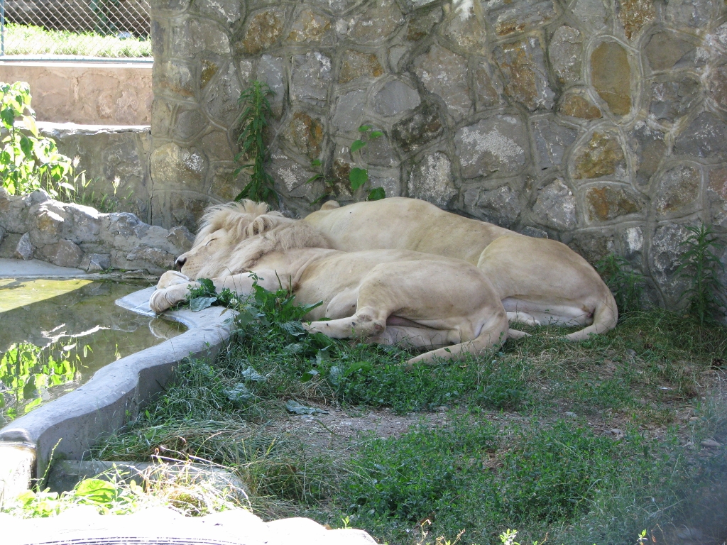 Lions