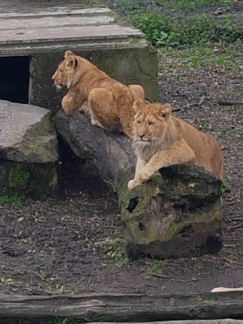 Lions
