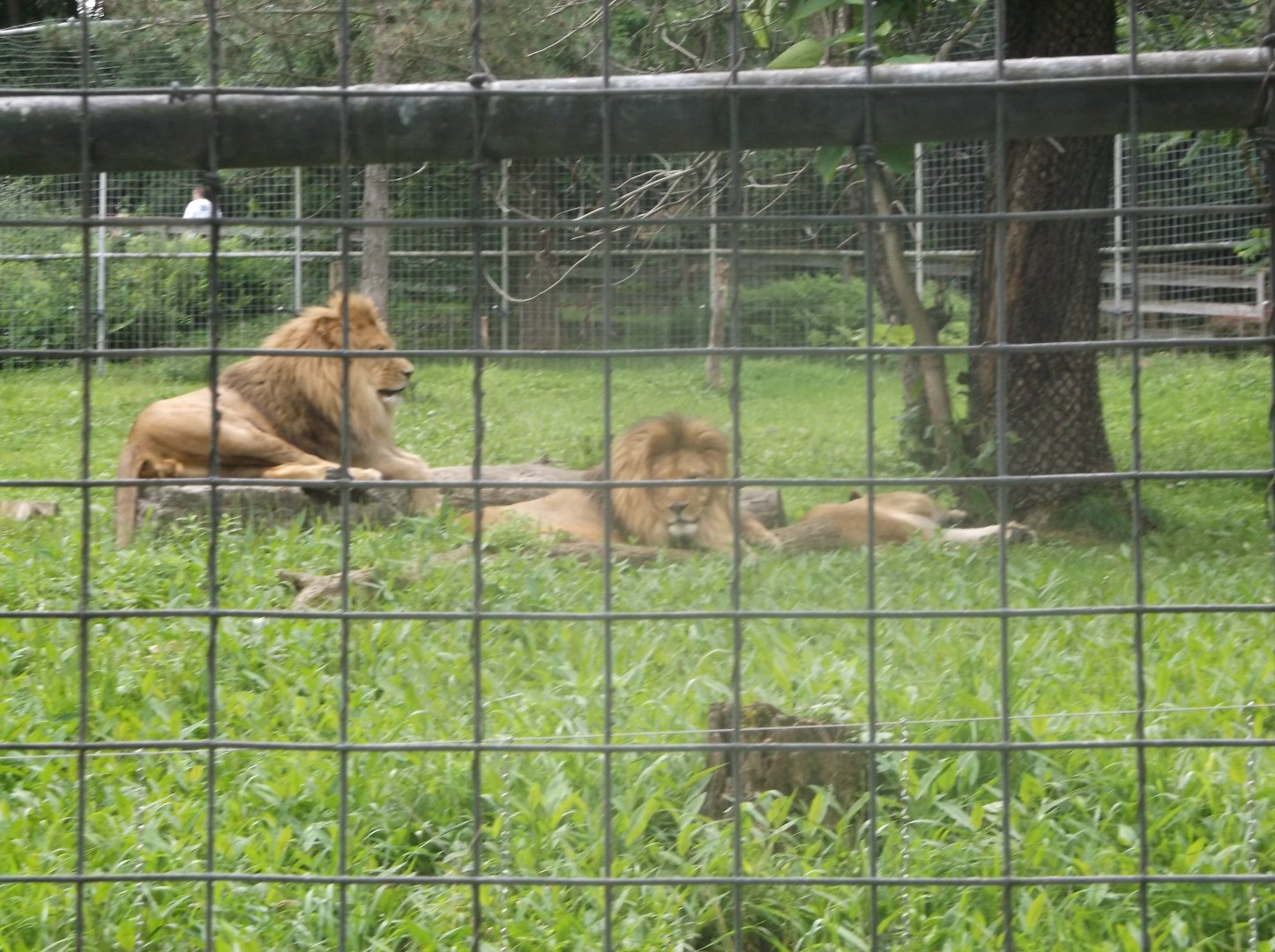 Lions