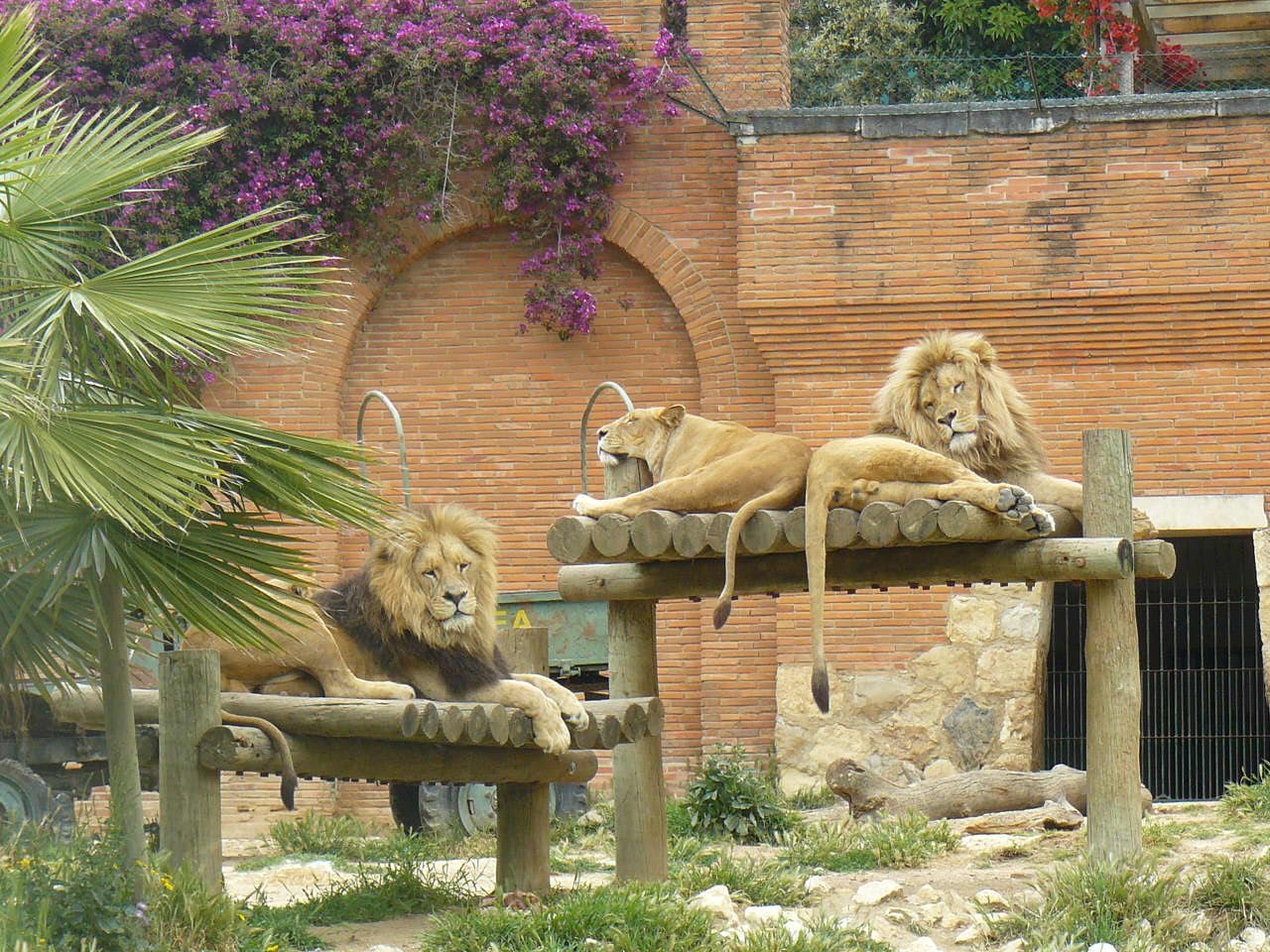 Lions