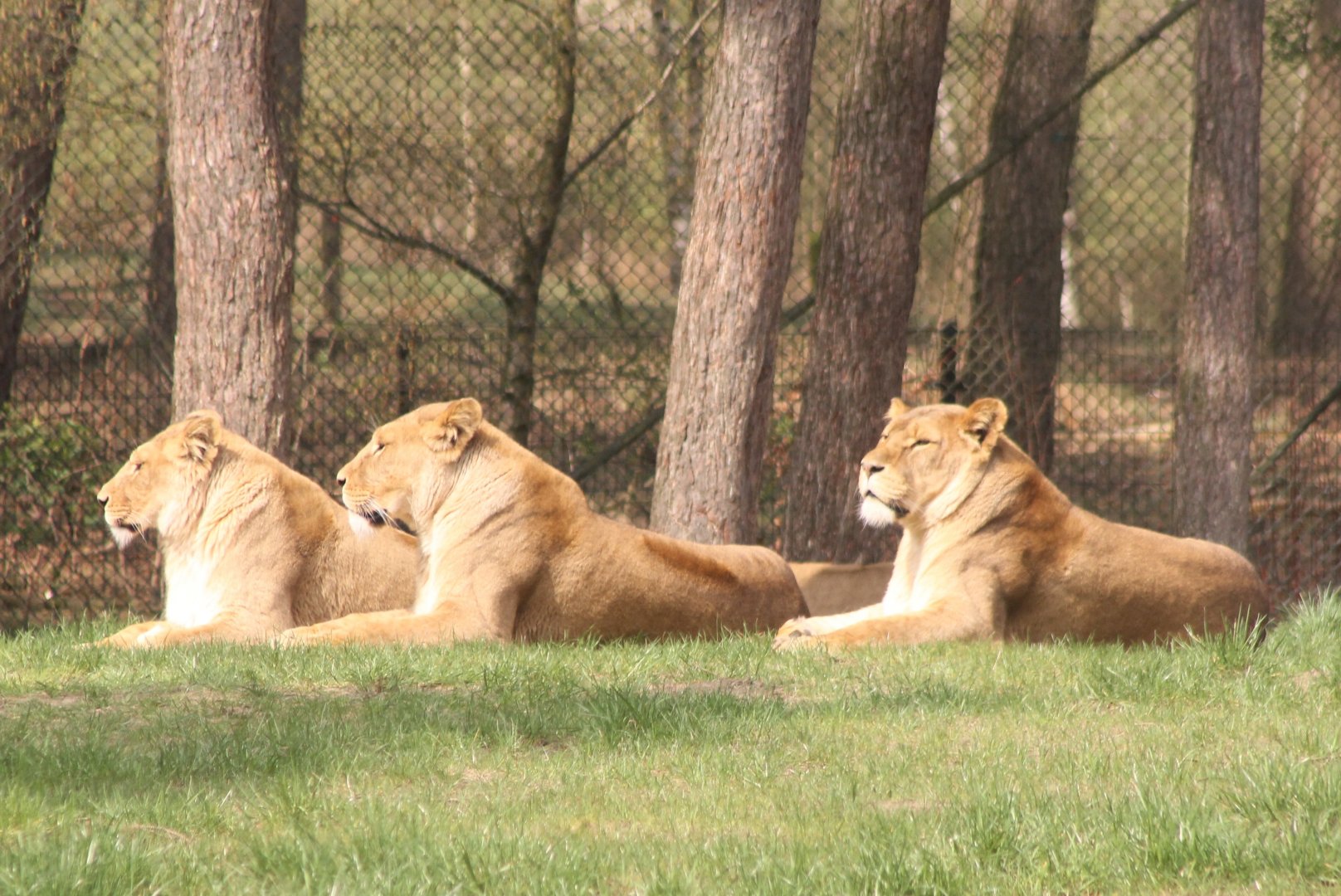 Lions