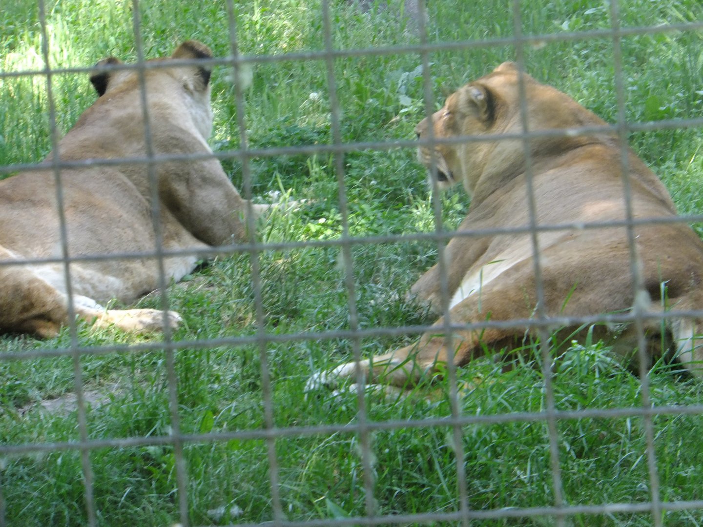 Lions