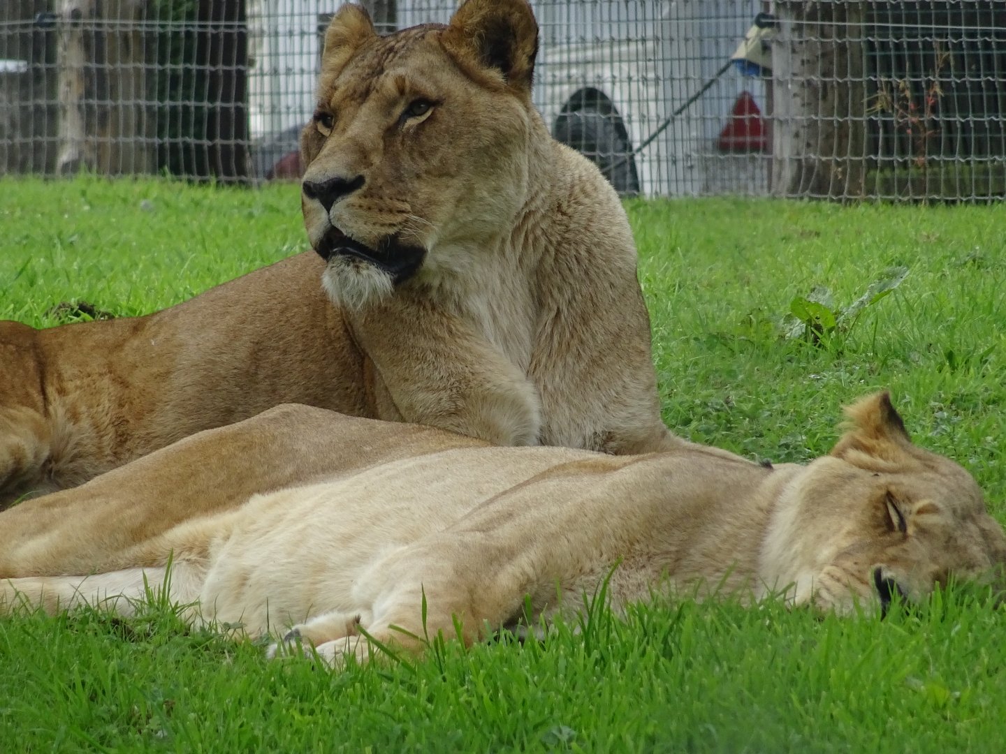 Lions
