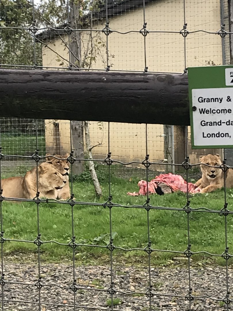 Lions