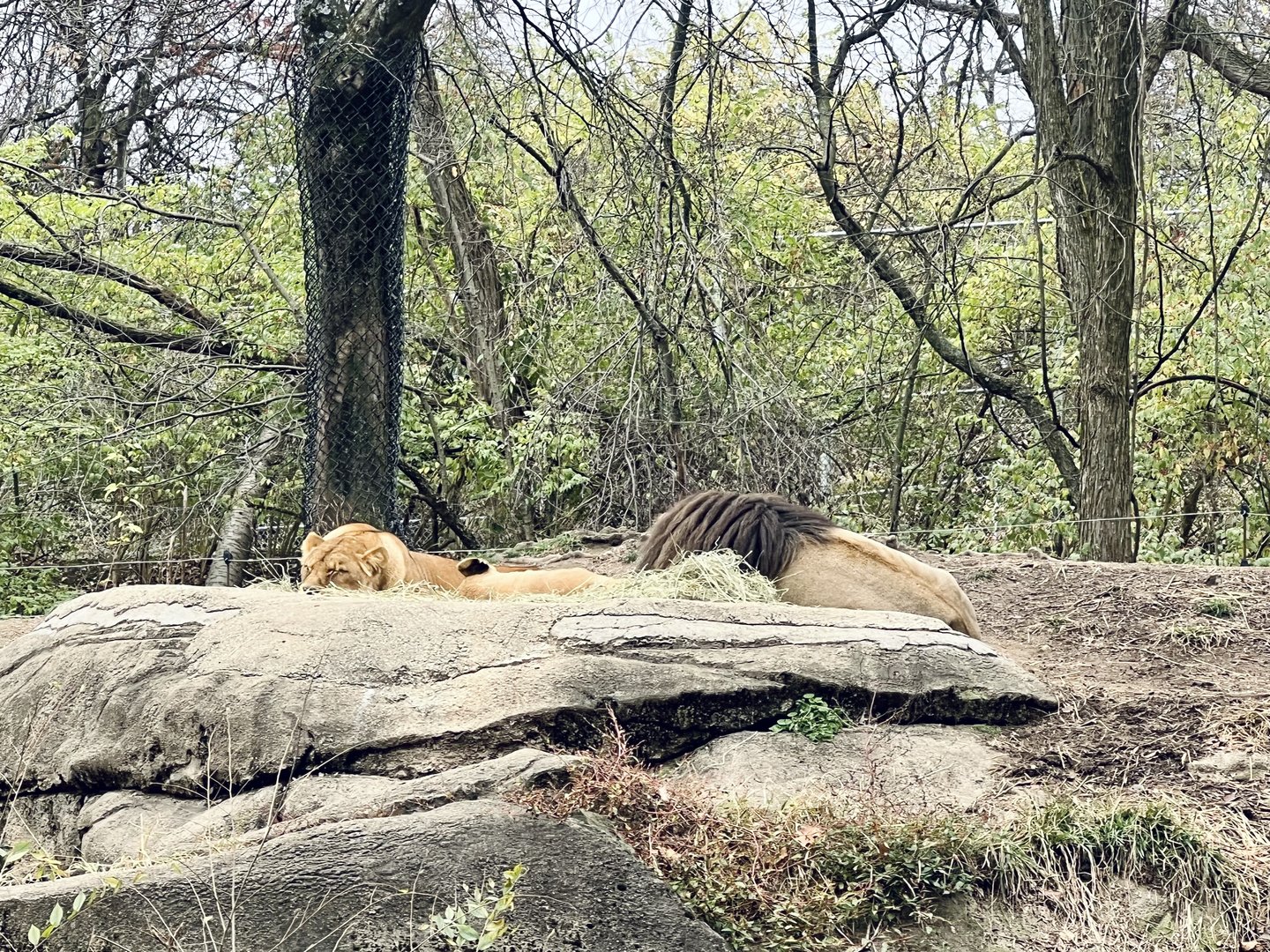 Lions