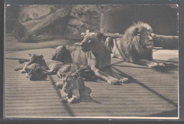 Lions