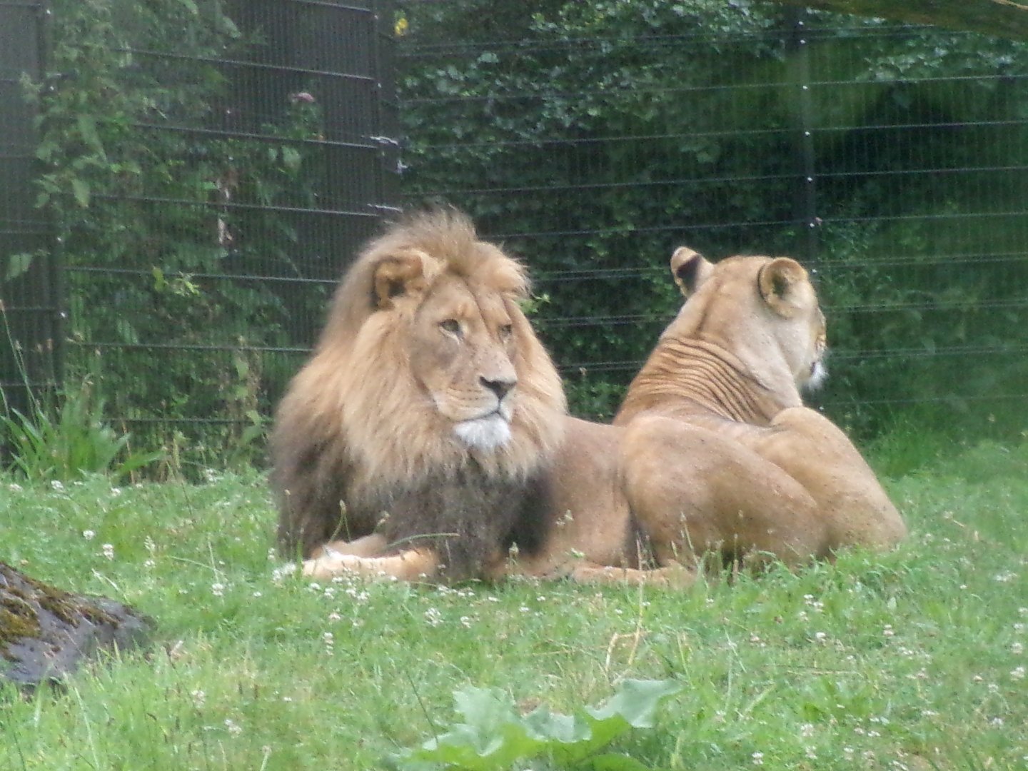Lions