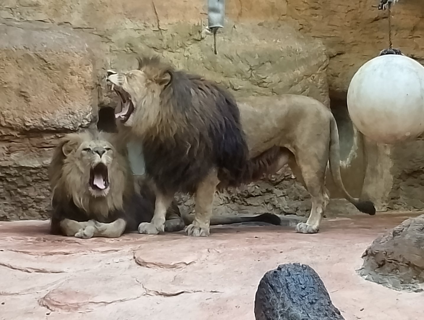 Lions