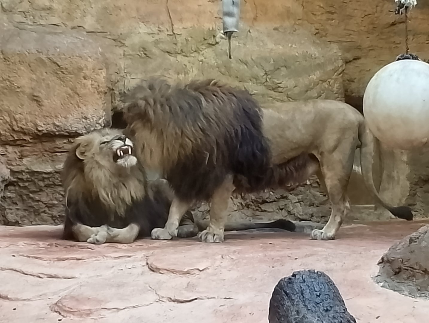 Lions