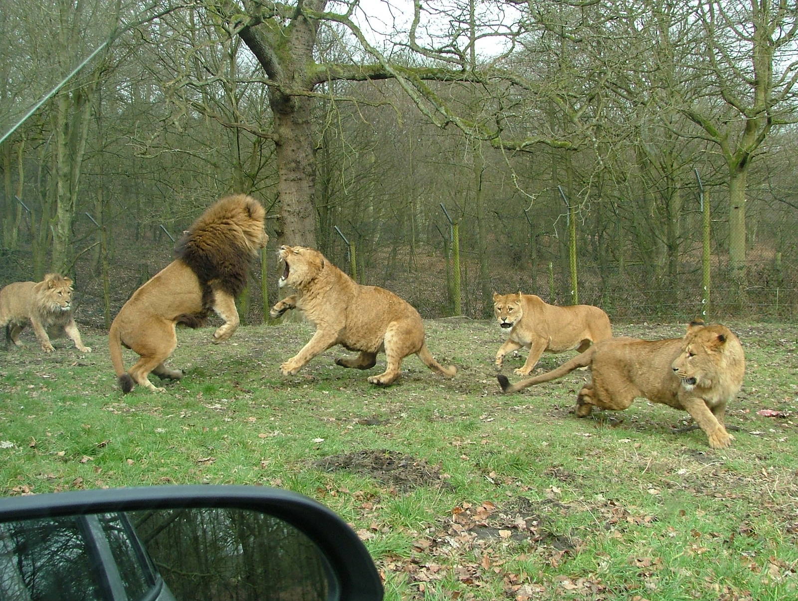 Lions