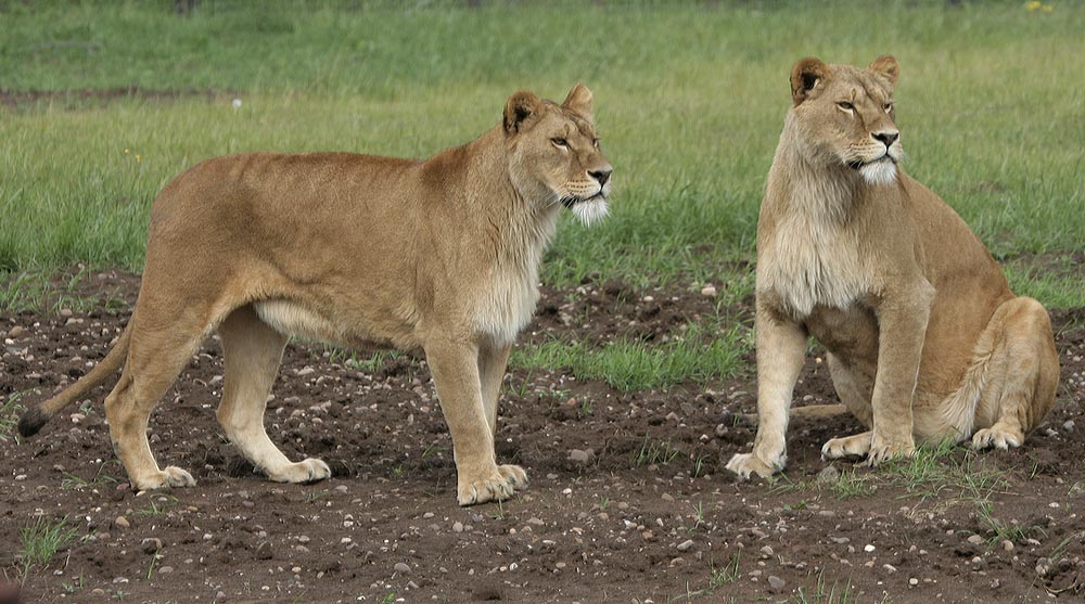 Lions