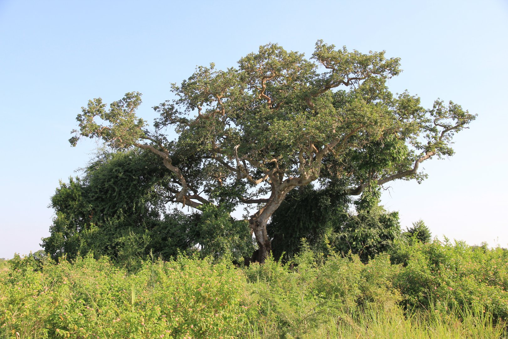 Liontree  (January 2020)