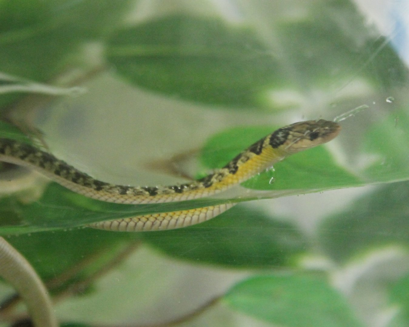 Liophis poecilogyrus