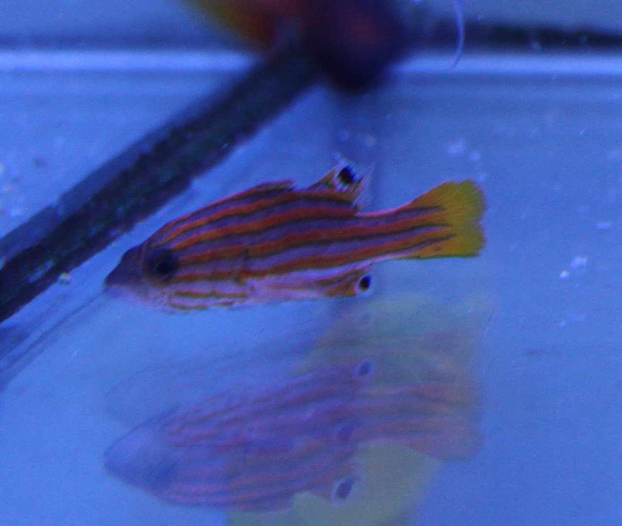 Liopropoma swalesi - Swales' basslet