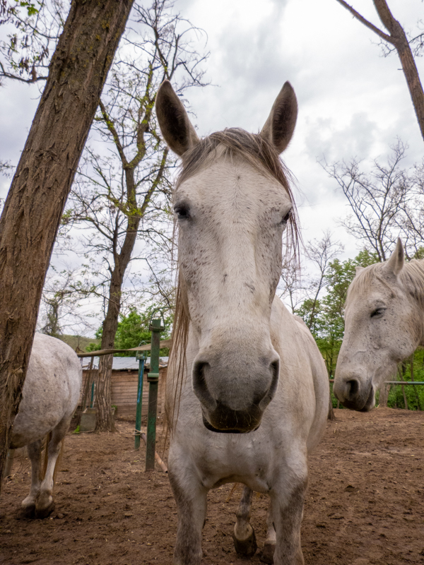 Lipizzan / Equus caballus