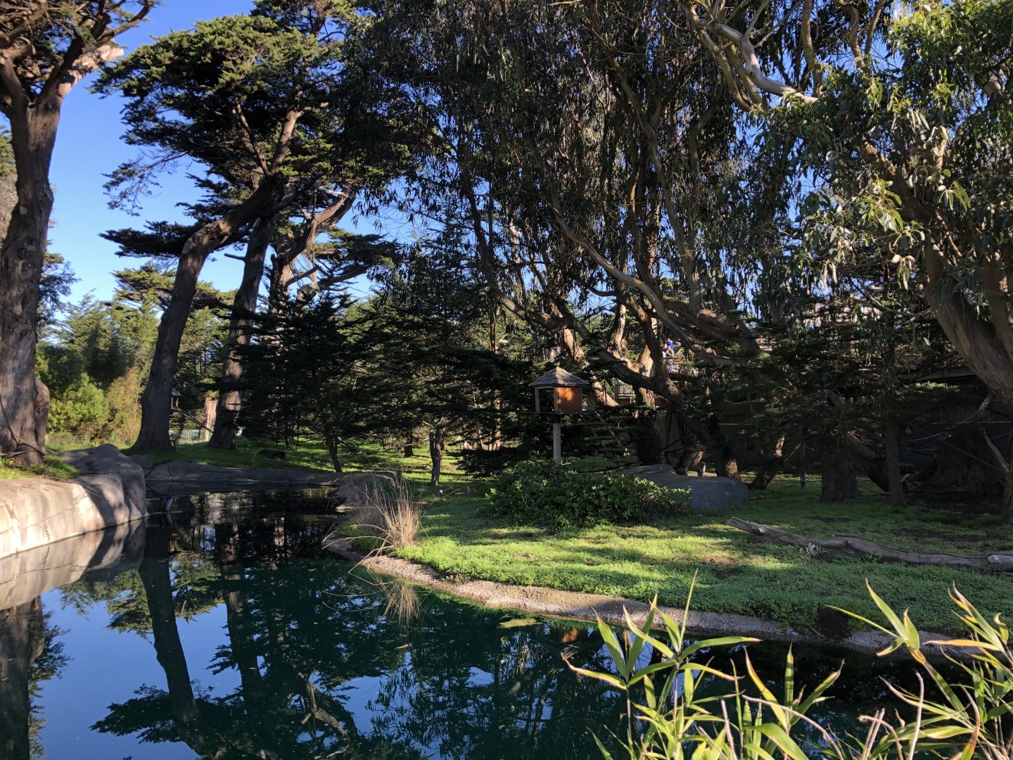 Lipman Family Lemur Forest (5 species)