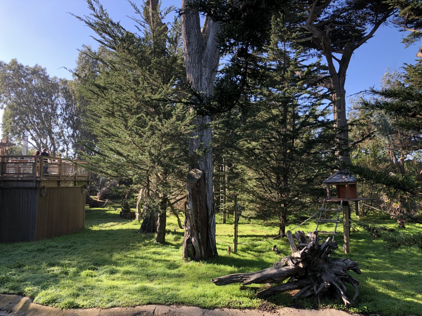 Lipman Family Lemur Forest (5 species)