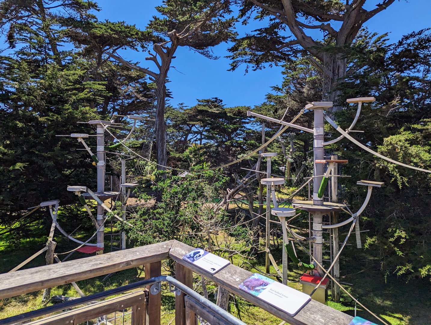 Lipman Family Lemur Forest - July 8th 2023