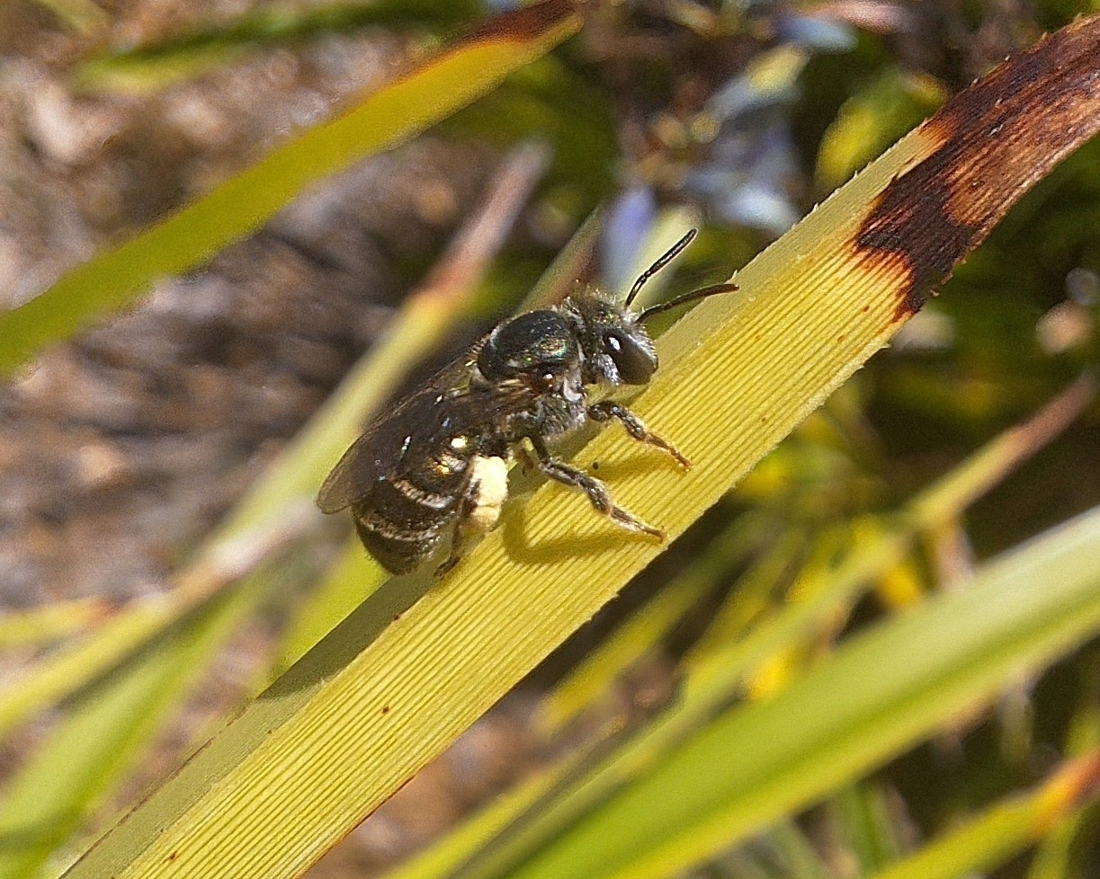 Lipotriches (Austronomia) sp.