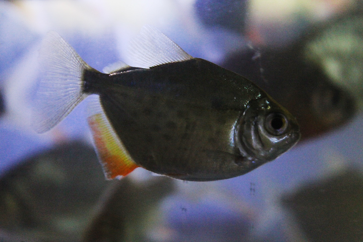 Lippincott's silver dollar (Metynnis lippincottianus)