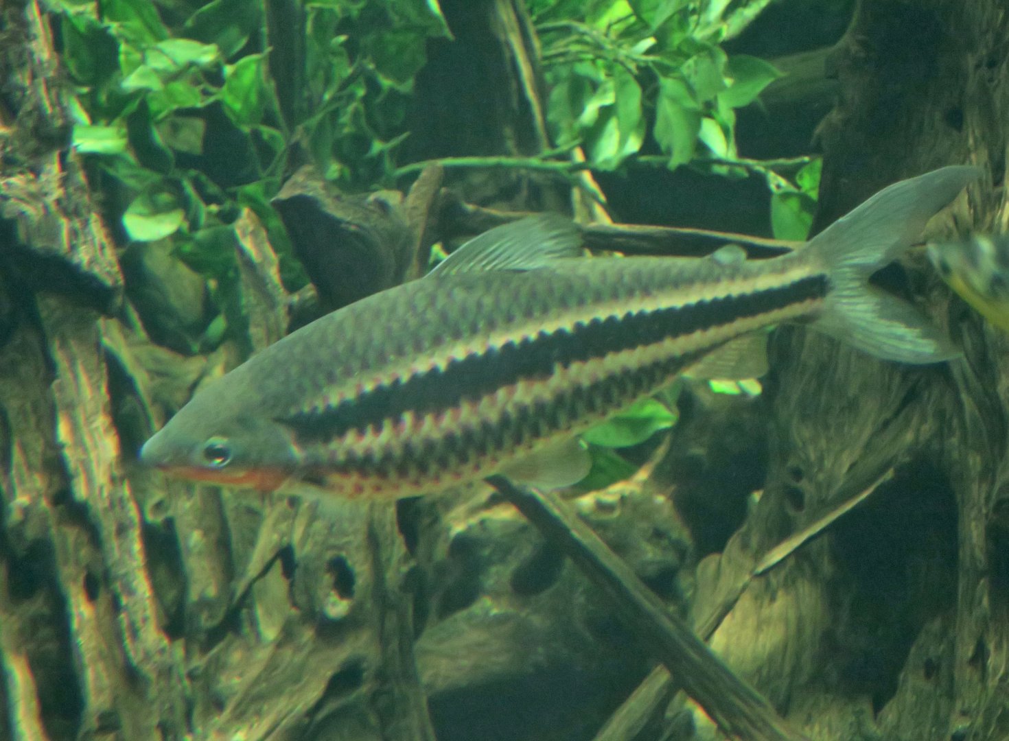 Lipstick Leporinus (Leporinus arcus)