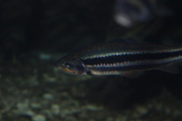 Lipstick leporinus (Leporinus arcus)