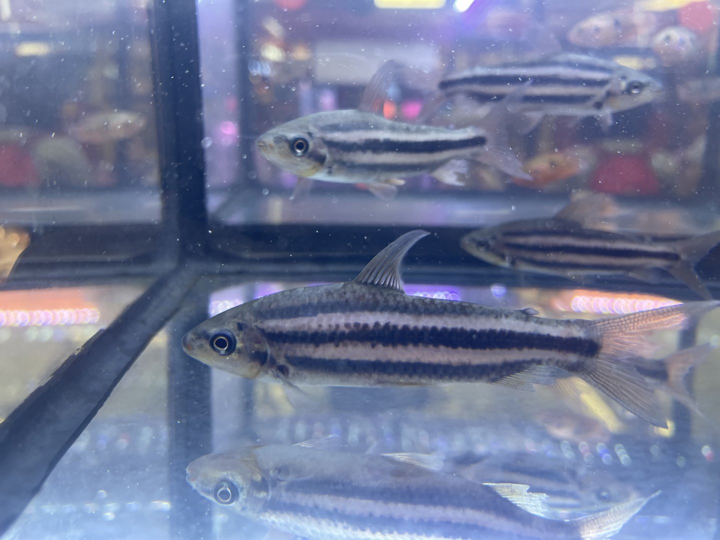 lipstick leporinus (leporinus arcus)