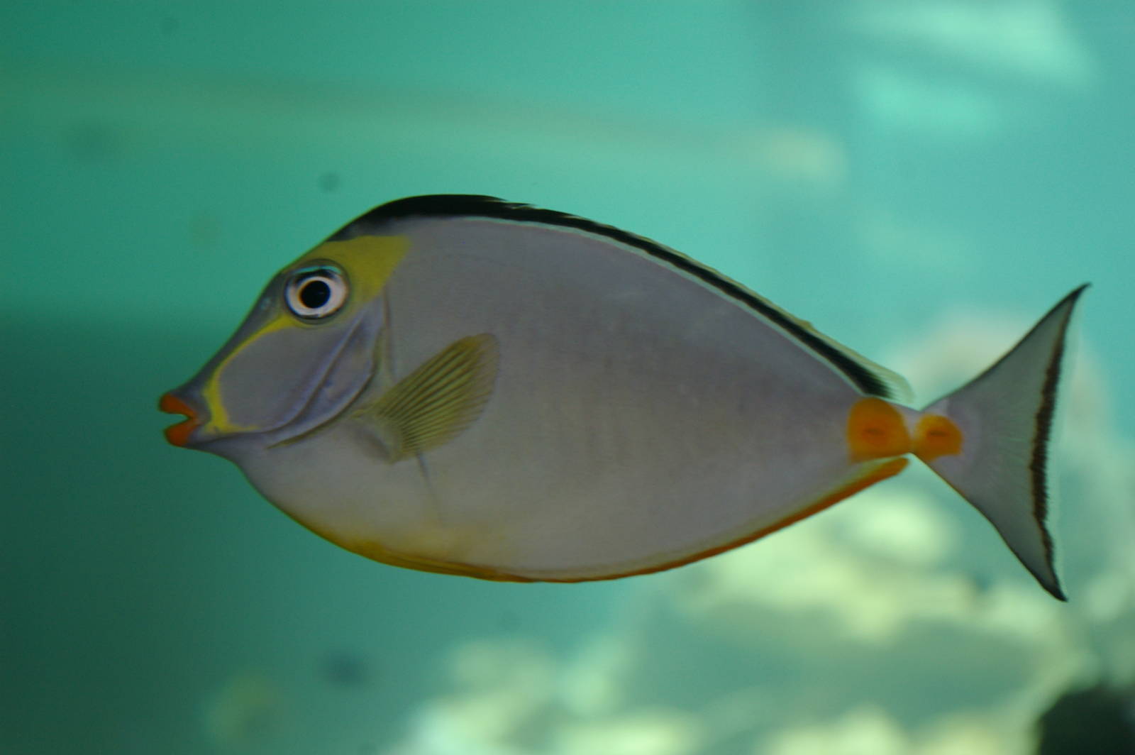 lipstick tang (Naso lituratus)
