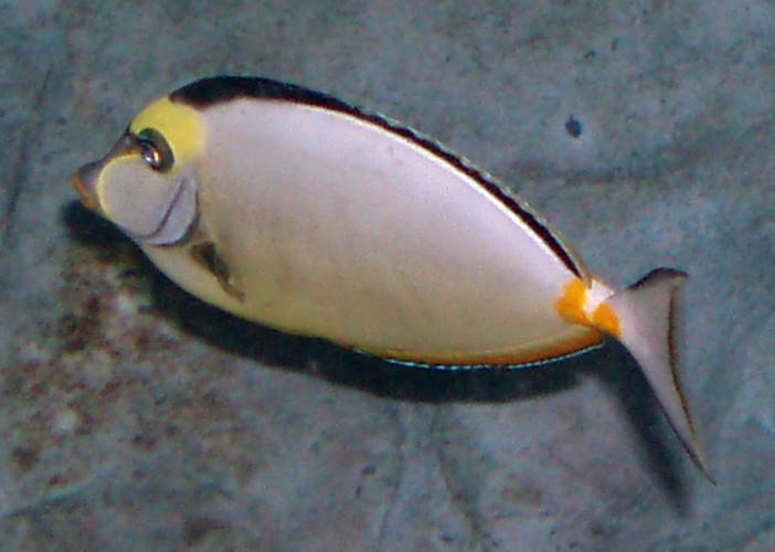 Lipstick Tang (Naso lituratus)