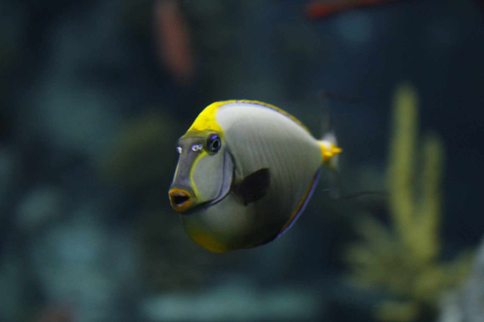 Lipstick tang (Naso lituratus)