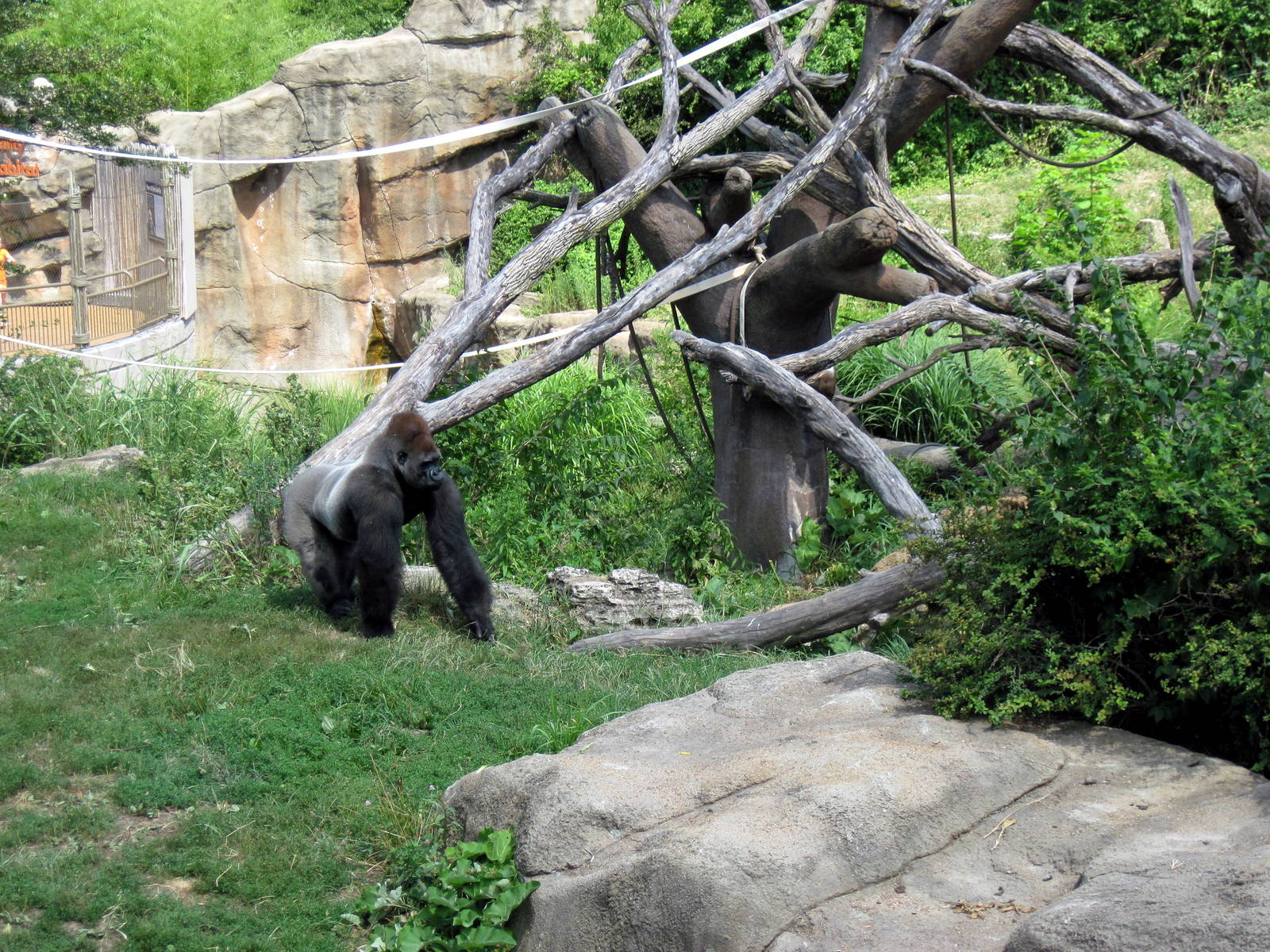 Lipton Fragile Forest-Western Gorilla