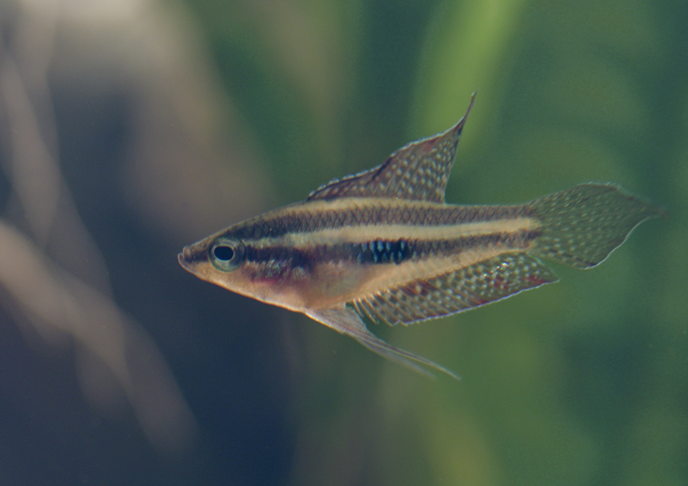 Liquorice gourami