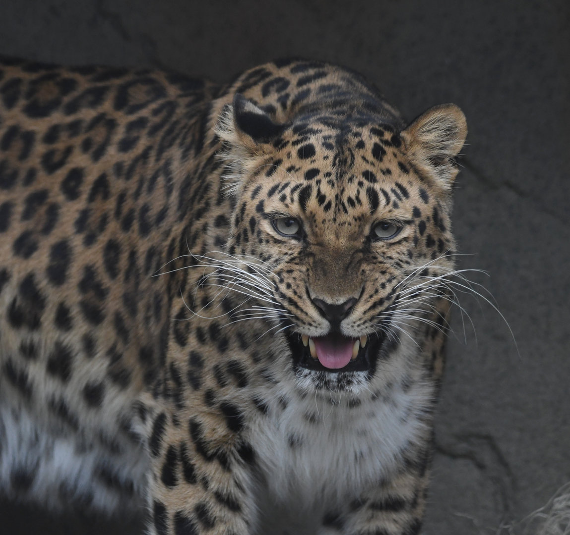 Lisa - Amur leopard