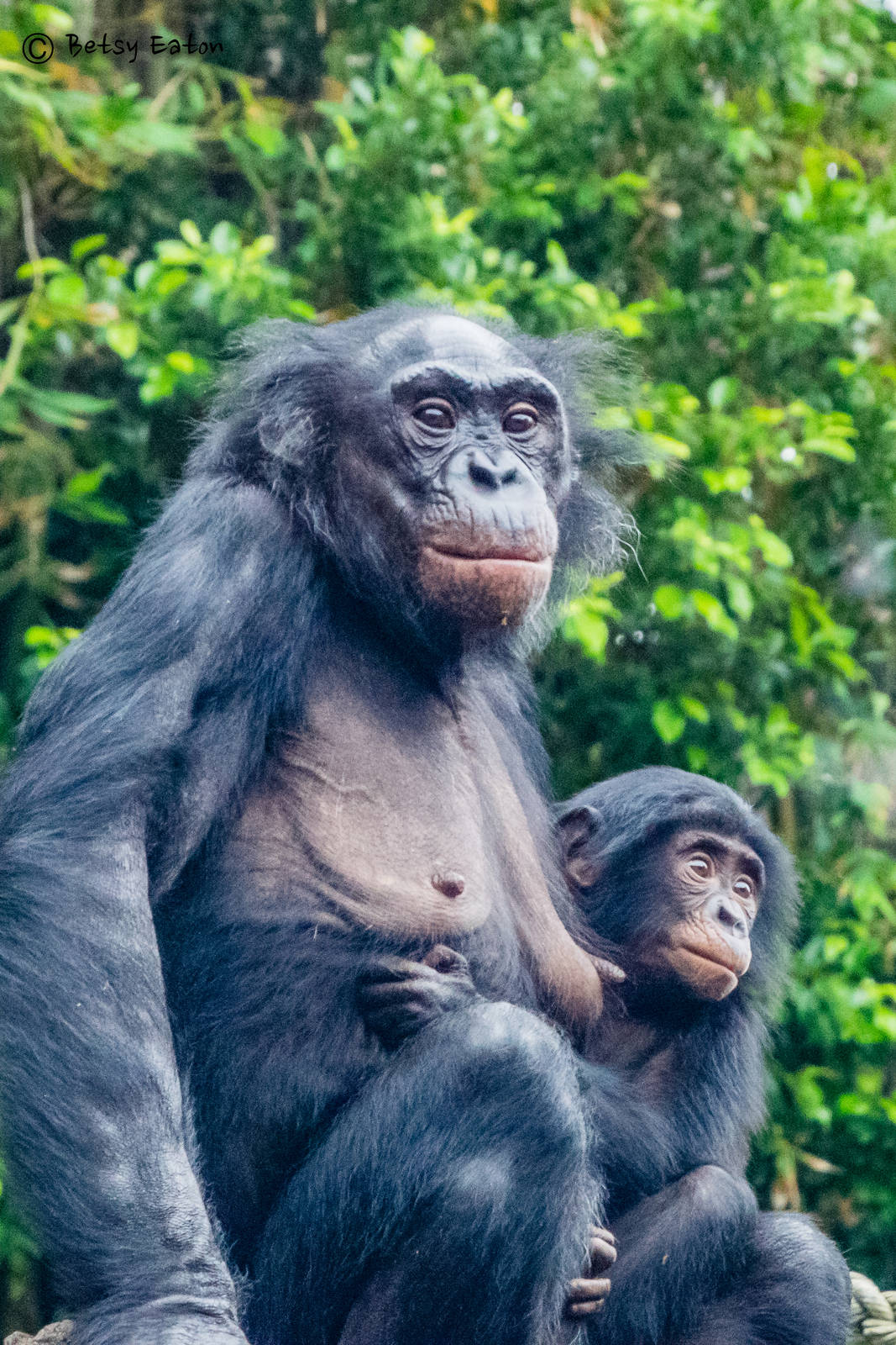 Lisa and 20 month old Belle, bonobos transferred from Cincinnati