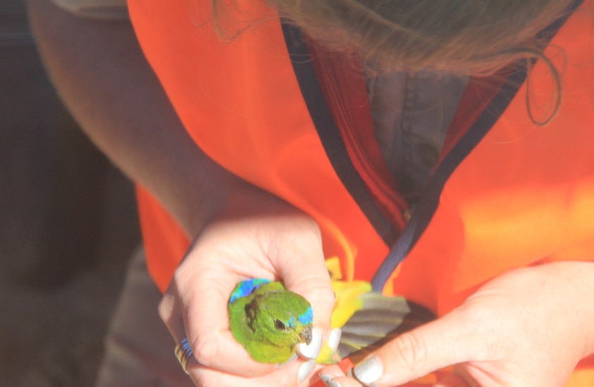 Lisa Inspects Parrot