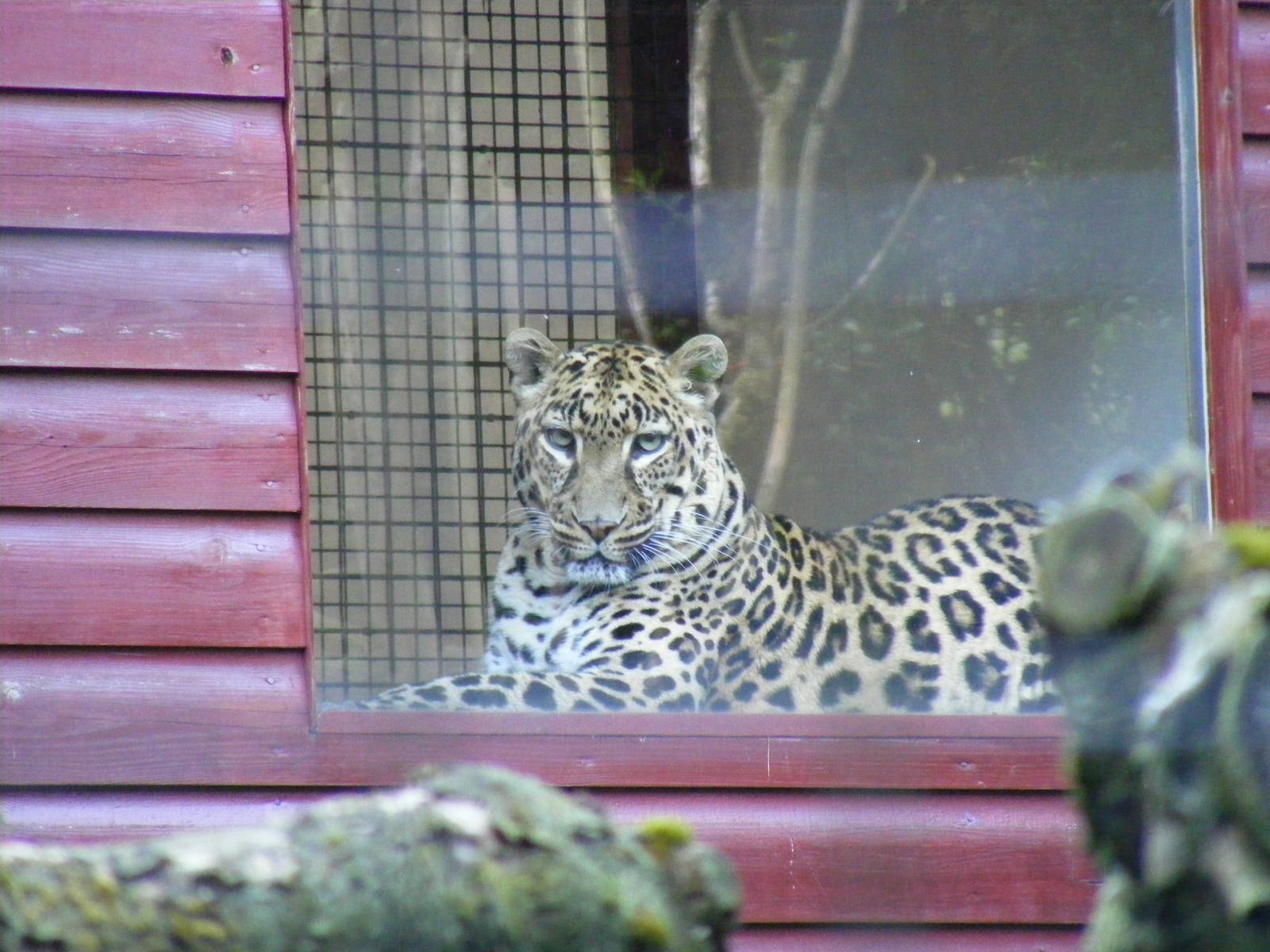 Lisa the African leopard at Linton Zoo, 11 September 2010