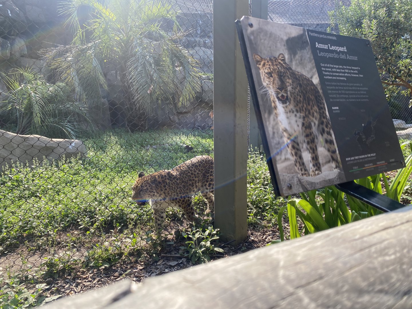 Lisa the Amur Leopard