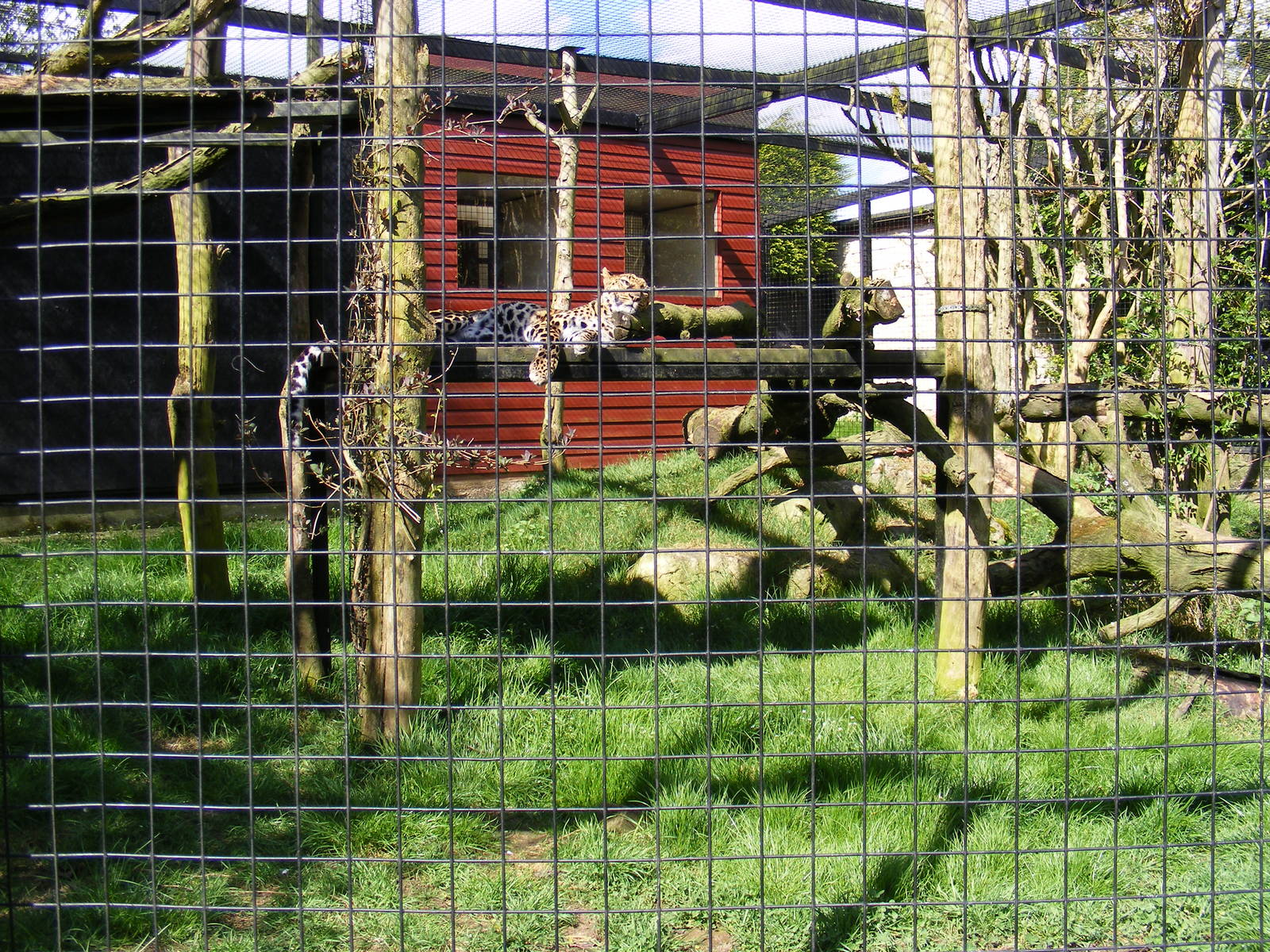 Lisa the leopard and enclosure - 8 April 2009