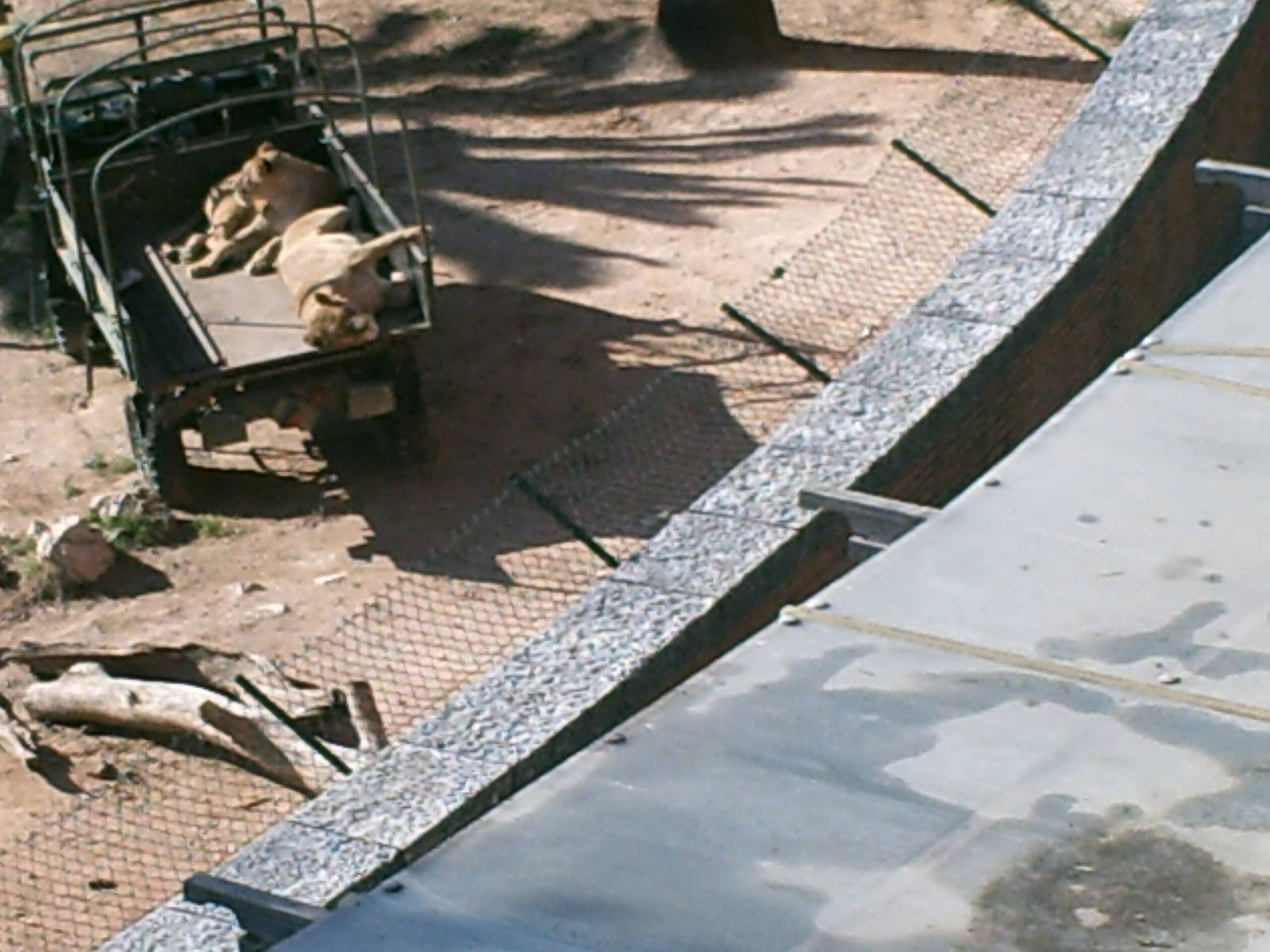 Lisboa Zoo: circa 2008