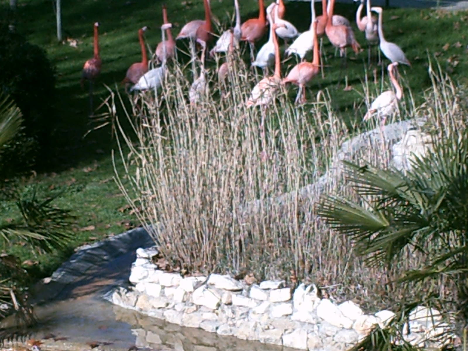 Lisboa Zoo: circa 2008